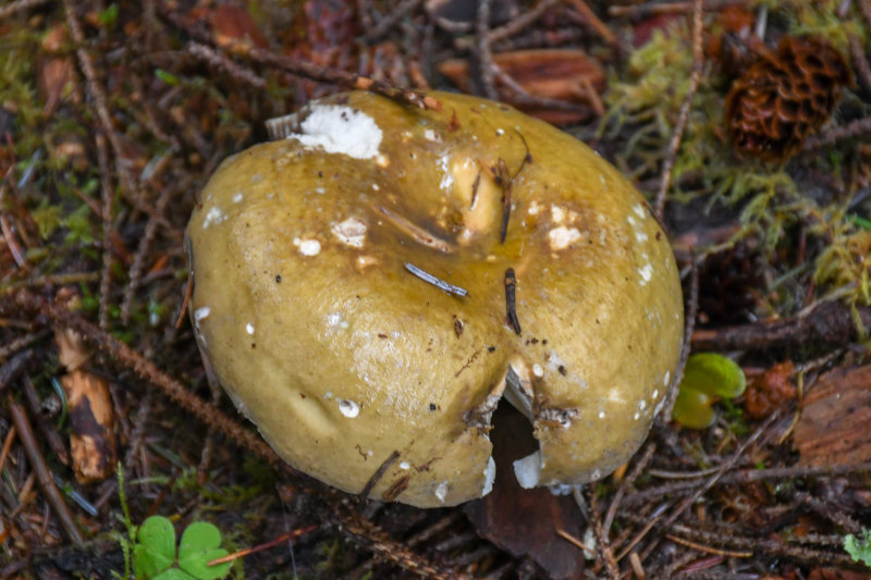 Russula viridofusca