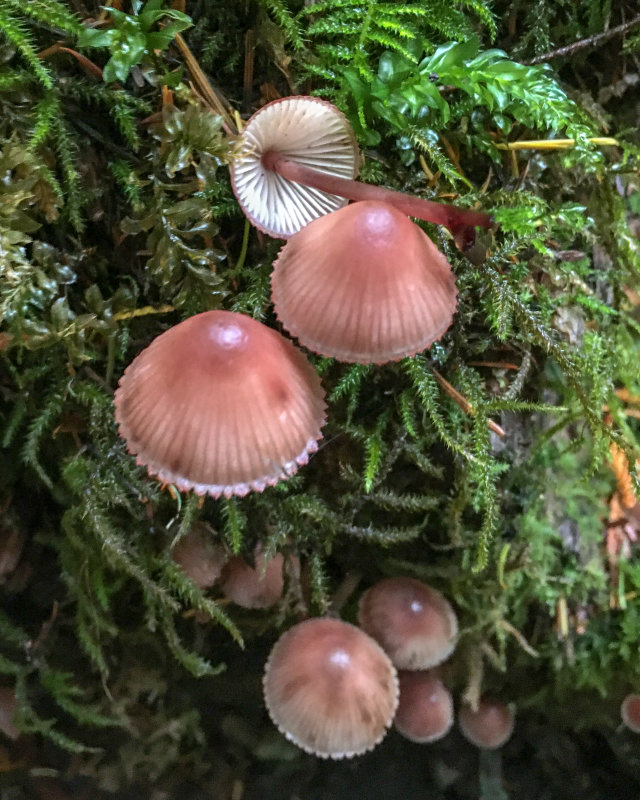 Mycena haematopus