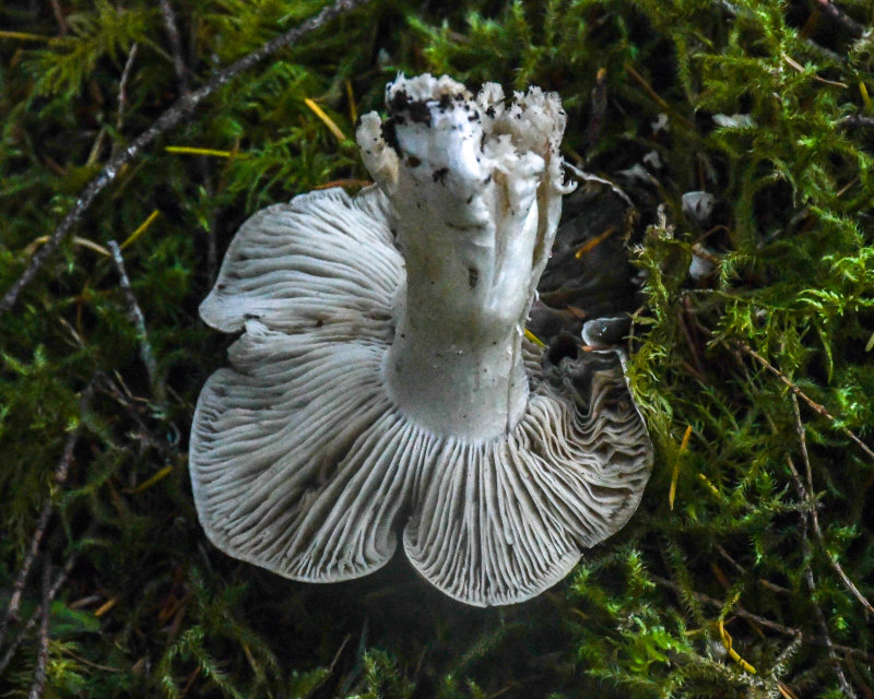 Tricholoma griseoviolaceum