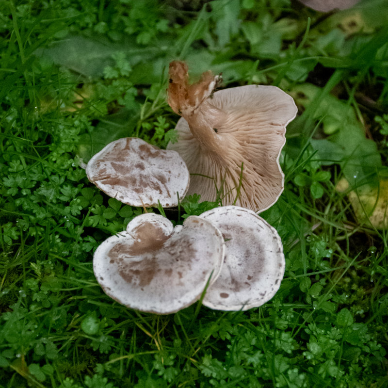Clitocybe rivulosa