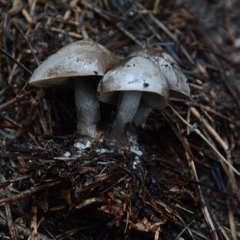 Clitocybe glacialis