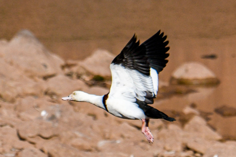 Radjah Shelduck