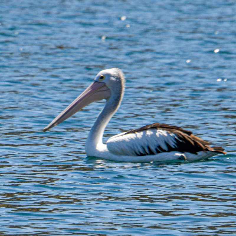 Australian Pelican