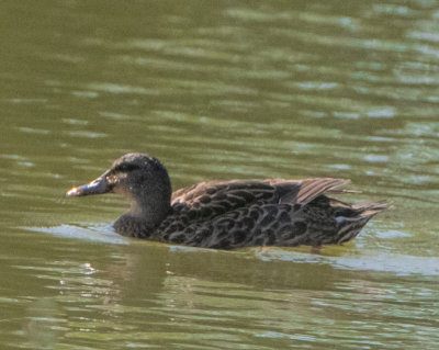 Australasian Shoveler