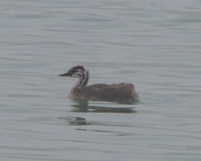 Great crested grebe