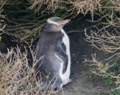 Yellow-eyed Penguin