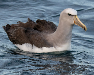 Salvin's Mollymawk (Albatross)