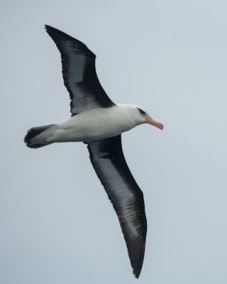 Campbell Mollymawk (Albatross)