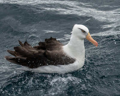 Campbell Mollymawk (Albatross)