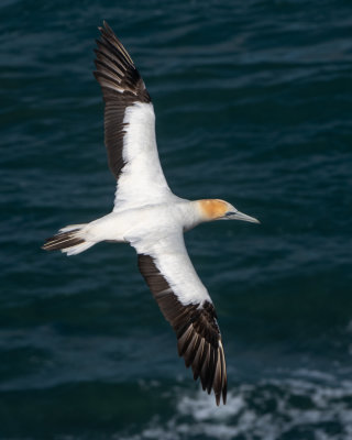 Gannets