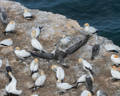 Australasian Gannets