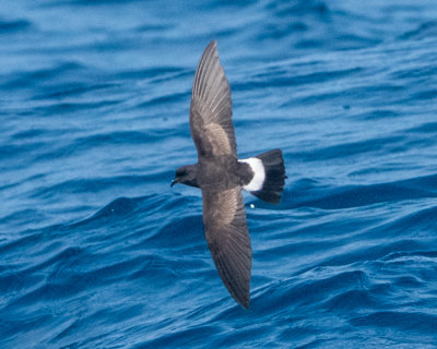 New Zealand Storm Petrel