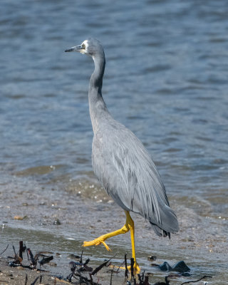 White-faced Heron