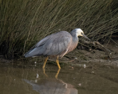 White-faced Heron