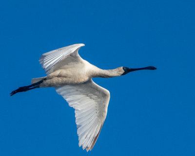 Spoonbills & Ibises