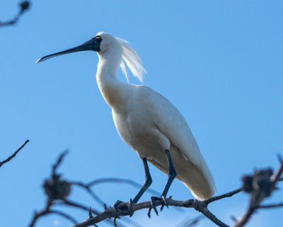 Royal Spoonbill