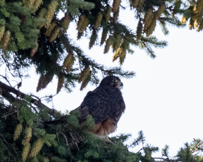 New Zealand Falcon