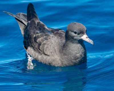 Petrels, Shearwaters and Prions