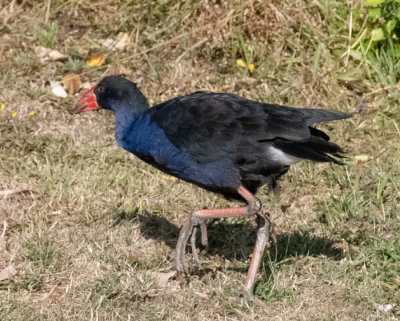 Pukeko