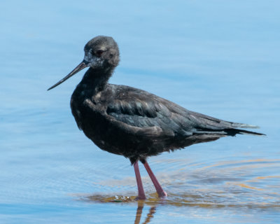Black Stilt