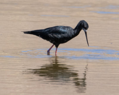 Black Stilt