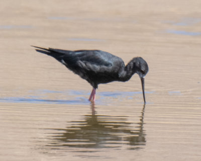 Black Stilt