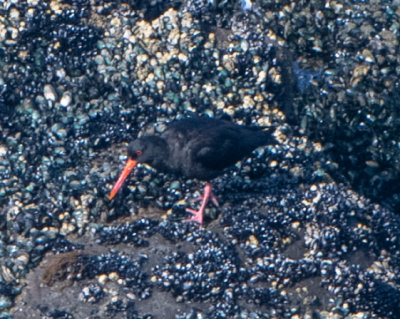 Oystercatchers