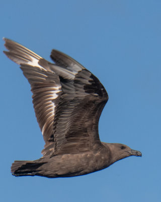 Southern Skua