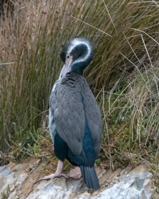 Spotted Shag