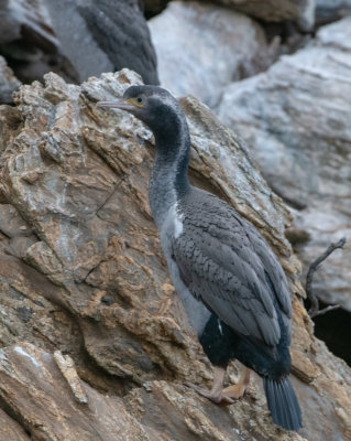 Spotted Shag