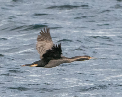 Spotted Shag