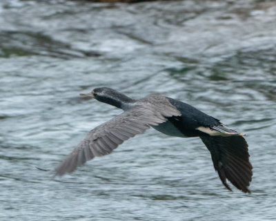 Spotted Shag