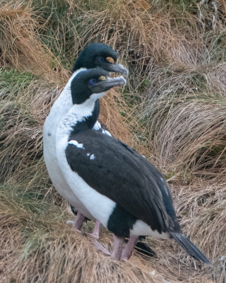 New Zealand King Shags