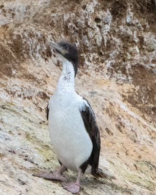 New Zealand King Shag