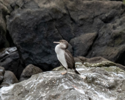 Shags and Cormorants