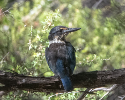 Sacred Kingfisher