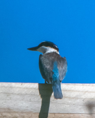 Sacred Kingfisher