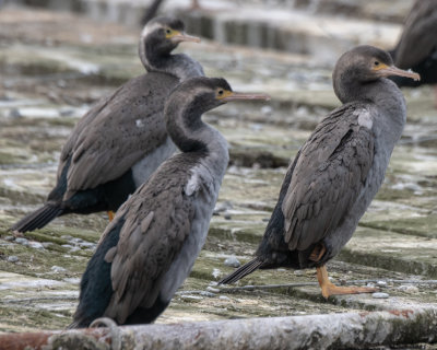Spotted Shags