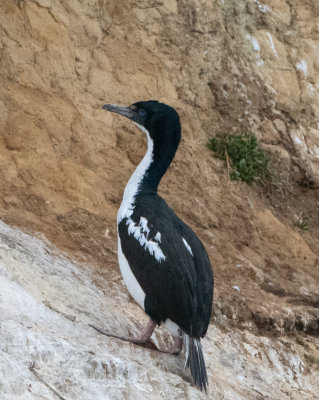 New Zealand King Shag