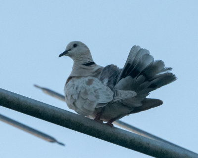 Barbary Dove