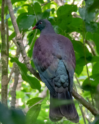 New Zealand Pigeon