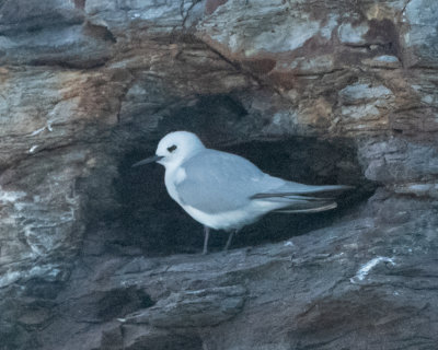 Grey Ternlet