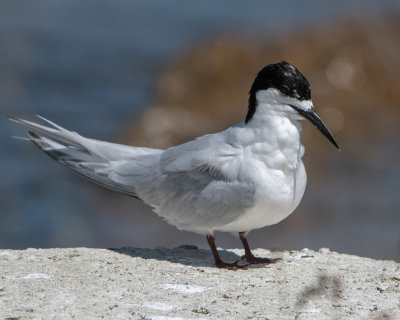 White-fronted Tern