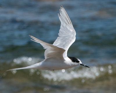 White-fronted Tern