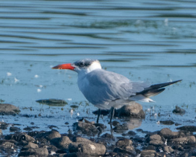 Caspian Tern