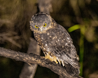 Morepork