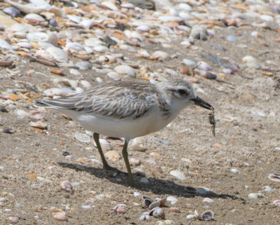 New Zealand Dotterel