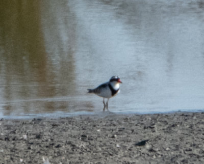 Plovers, Dotterels and Lapwings