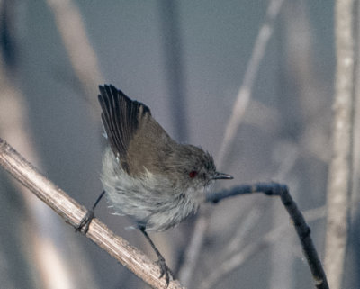 Grey Gerygone