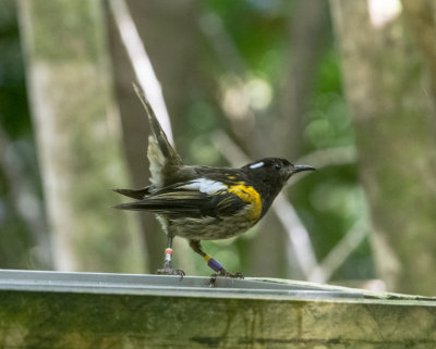 Stitchbird